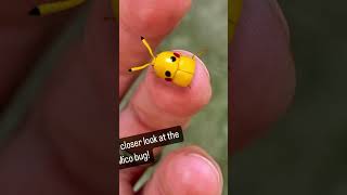 Escarabajo con forma de Pikachu