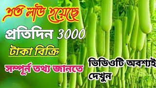 অসময়ে লাউ চাষ করে প্রতিদিন ৩০০০ টাকা আয়|Earning 3000 every day| bottle guard cultivation.