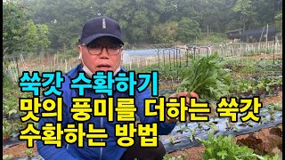 맛의 풍미를 더하는 쑥갓 따는 방법 - 쑥갓 수확하기