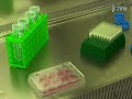 High Efficiency Primary Cell Transfection Using the Gene Pulser MXcell Electroporation System