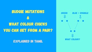 Budgie Mutations | How to predict chick budgie colours? [Tamil]