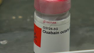 ‘U’ Chemists Close To Making Male Birth Control Pill A Reality