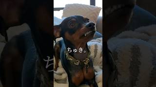 モフモフ犬になってみたいツルツル犬 #miniaturepinscher #ミニチュアピンシャー #おさんぽ