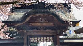 宇都宮二荒山神社 零れ桜 - Raining Sakura at Utsunomiya Futaarayama Shrine