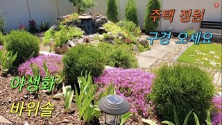 주부일상vlog / 야생화 / 바위솔 / 로 꾸민 주택정원 / 주택 정원 연못 / 예쁜 주택정원