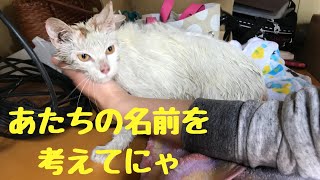 【新人猫ちゃんの名前を募集します】後肢に障がいがあるごはんをもらえなくなった野良猫