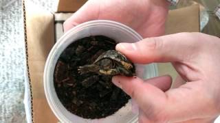 Unboxing 1.1 Western Hermann's Tortoises From Garden State Tortoise