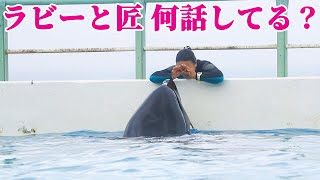 鴨シーのシャチとトレーナーさんって会話できる？ 鴨川シーワールド シャチショー KamogawaSeaWorld