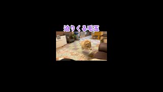 迫りくる毛玉　ポメラニアン　#Shorts