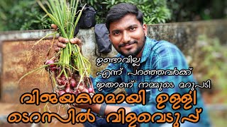 ഉള്ളി കേരളത്തിൽ കൃഷി ചെയ്ത് വിളവെടുപ്പ് |harvesting onion in terres farming successfully