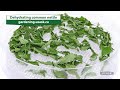 dehydrating common nettle