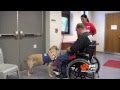 Can You Spot a Fake Service Dog? Can You Spot a Fake Service Dog?
