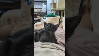 寝落ちするうなぎちゃん#おすすめ #保護猫 #田舎の生活 #ネコ #子猫 #黒猫