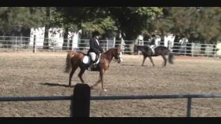 Ember's Blue Dressage Suitability