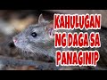 KAHULUGAN NG DAGA SA PANAGINIP | GIO AND GWEN LUCK AND MONEY CHANNEL