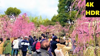 4K HDR【梅満開/京都 城南宮・神苑/2021】2/23(火・祝)