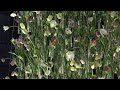 tefaf new york spring 2018 flowers install by ten kate flowers