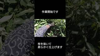 【庭師・夫婦で独立】アラカシの剪定。#shorts