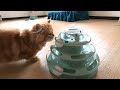 猫が一人で遊べるボールタワーを買ったらこんな反応でした【マンチカン】 when i bought a toy where cats can play alone it was like this