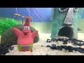 SpongeBob aquarium. DIY