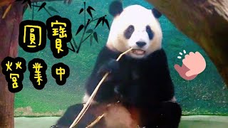 圓寶坐好乖乖吃竹竿，圓寶說：偶很乖|熊貓貓熊The Giant Panda Yuan Yuan and Yuan Bao|台北市立動物園