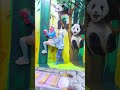 cute baby pandas