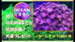 1000人突破記念プレゼント企画第二弾！【サンゴ】【海水魚水槽】