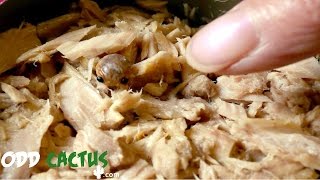 前五名在食物裡面發現的東西