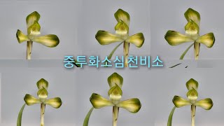 24/03/04 #한국춘란판매영상#한국춘란#난초판매영상 상품 7점(천비소 3점과 칠보산/화형주홍화/화형소심/단정매) 등록하였습니다.