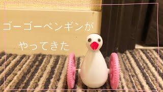 【生後56日】ゴーゴーペンギンがやってきた セキセイインコ幼鳥/おすすめおもちゃ#3/A go-go penguin and budgerigar