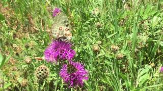 アポロなど蝶たちの吸蜜 / Parnassius apollo (Apollo)　スイス・テッシュ　2017/07/06 Tasch Swiss, Butterfly of Swiss