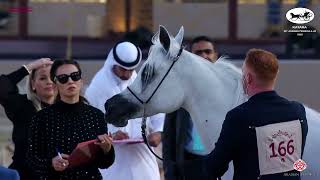 N 166 EHSAN AL SHAHANIA   Katara Int  Arabian Peninsula Horse Show 2022   Mares 7 to 10 Years Old Cl