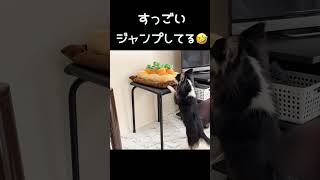 【愛犬】届かない所にあるおもちゃに気付いた時の反応が可愛すぎた😆 #Shorts