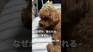 犬日常10#犬#いぬ#dog #dogs #toypoodle #かわいい#怒り #angry #shorts #youtubeshorts  #日常 #sorry