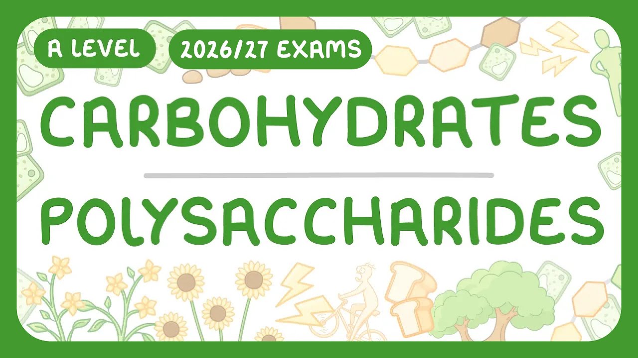 Starch Vs Glycogen Vs Cellulose Know Your Polysaccharides
