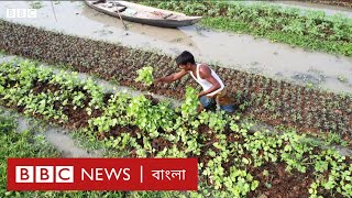 বরিশালে ভাসমান কৃষি জনপ্রিয় হচ্ছে, পানির ওপরে শাক-সবজি চাষ কীভাবে হচ্ছে? | BBC Bangla