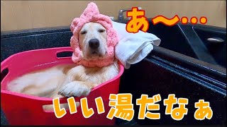 大型犬３頭を今週も1人で洗う　ゴールデンレトリバー