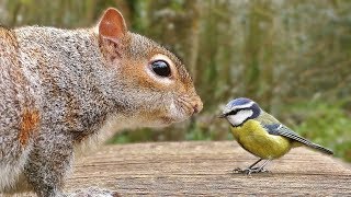 Vidéos Pour Chats à Surveiller - Oiseaux et écureuils