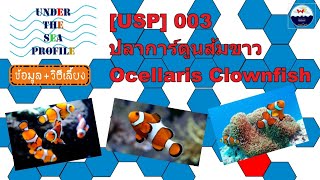 [USP] 003 Ocellaris Clownfish (Nemo) ปลาการ์ตูนส้มขาว (นีโม่) l ข้อมูล วิธีเลี้ยง