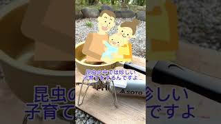 【検証】ハサミムシを食べてみた結果… #Shorts