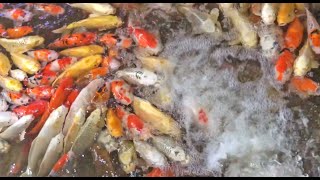 WOW Amazing ! A Lot of koi fish in pool ! #manyfish #fish #feedfish #colorfish