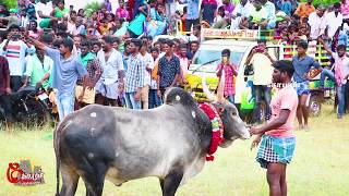 அன்புக்கு அடையாளம் கண்டுபட்டி மஞ்சுவிரட்டு 2020