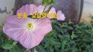 분홍 낮달맞이꽃#gardenflowers