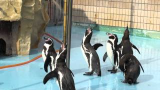 王子動物園　ペンギンの鳴き声と喧嘩