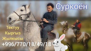 Суркоён