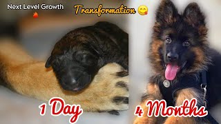 German Shepherd Puppy Transformation 1 Day to 4 Months || German Shepherd Puppy Growth 💓