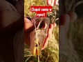 złapał suma gołymi rękami shorts fishing catfish