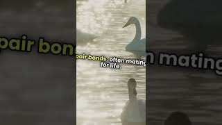 Swan 🦢🦢 #facts #animals #swans #nature #shorts #shortvideo