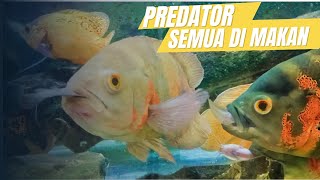 cara memberi makan ikan oscar predator air tawar