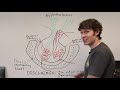 the endocrine system the hypothalamus u0026 pituitary gland the institute of human anatomy